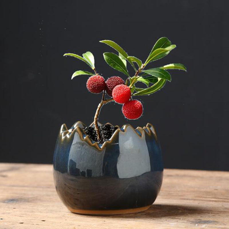 Bonsai Garden Art - Maceta de Cerámica Esmaltada con Diseño