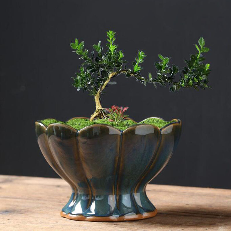 Maceta de Cerámica Esmaltada c - Bonsai Garden Art reseña y precio